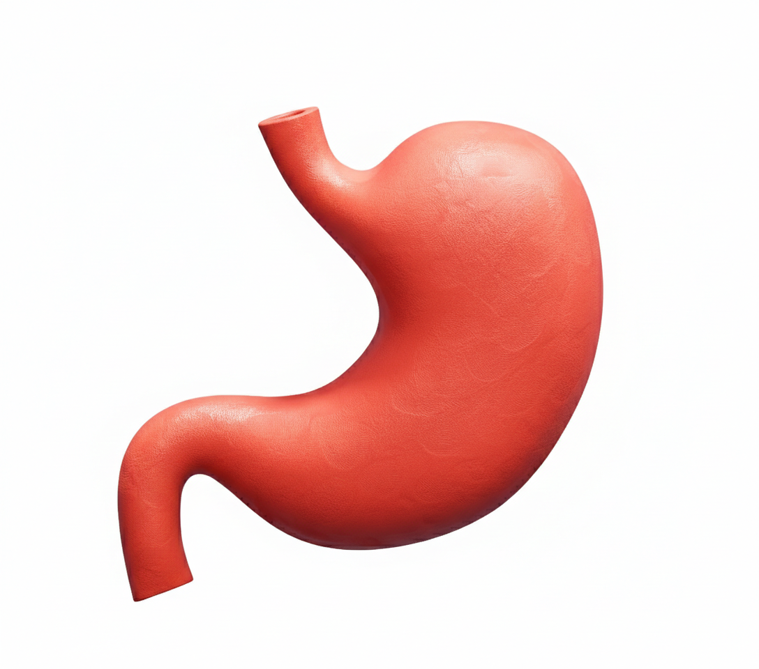 layers of stomach
